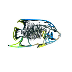 color sketch of colorful fish with transparent background