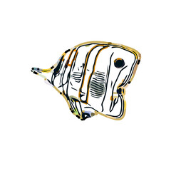 color sketch of colorful fish with transparent background