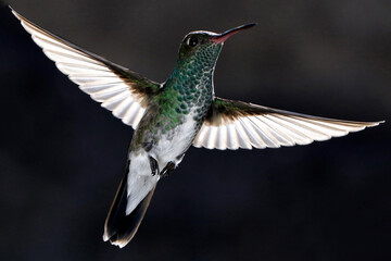 hummingbird in flight