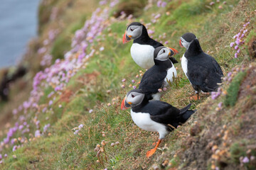 A colony of puffins grouped together on a colourful cliff edge. © Migara