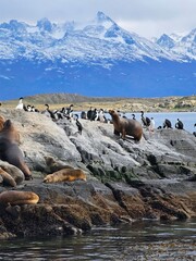 leones marinos y cormoranes en roca