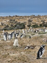 valle lleno de pinguinos