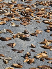 leones marinos en playa
