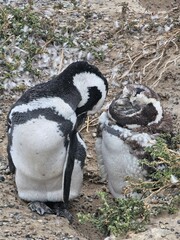 pareja de pinguinos