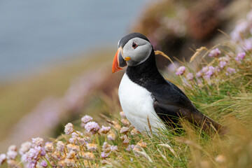 Portrait of an atlantic puffin gazing out to sea from the top of a cliff edge.