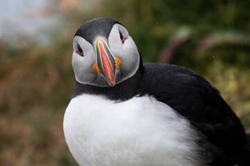 Close up of a colourful  atlantic puffin. 