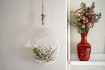 circular glass pot with air plants indoors, plant house hanging on the wall, next to it antique red vase with dried flowers