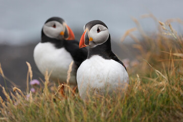 A pair of atlantic puffins staying close to each other on a cliff edge.