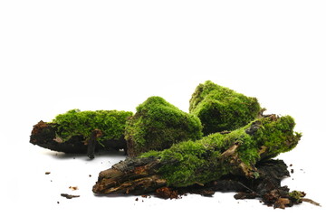 Fresh green moss on rotten branch and stone isolated on white, side view