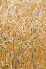 Close-up of maturing golden rye awns in the field