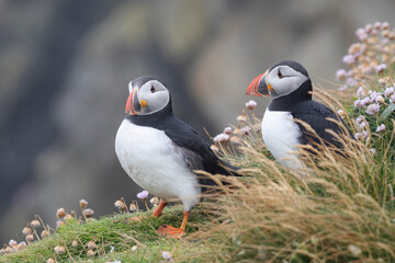 A pair of atlantic puffins staying close to each other on a cliff edge.