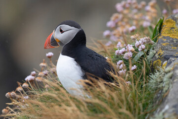 Portrait of an atlantic puffin gazing out to sea from the top of a cliff edge.