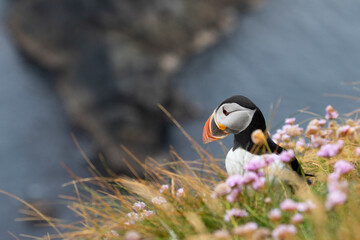 Portrait of a lonely atlantic puffin gazing out to sea waiting for its partner..