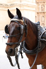 Naklejka na ściany i meble Horse with carriage in the center of Palma de Mallorca Spain