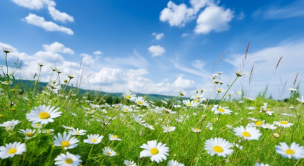 Wild Daisy Field Against Blue Sky with Clouds: Natural Landscape, generative AI