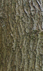 Details of the bark of catalpa speciosa