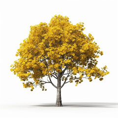 Yellow ipe tree on white background
