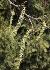 green long catkins of blossoming tree common aspell-Populus tremula