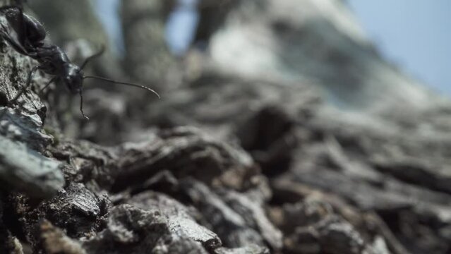 Tree bark and ant beside