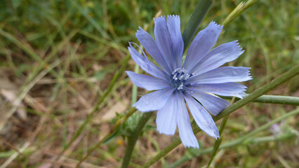 Fiore selvatico