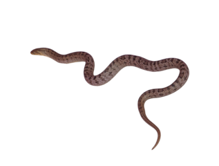 snake isolated on white background,png files