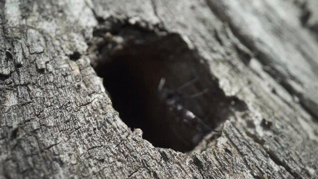 Black hole in a tree and ant with its antennae