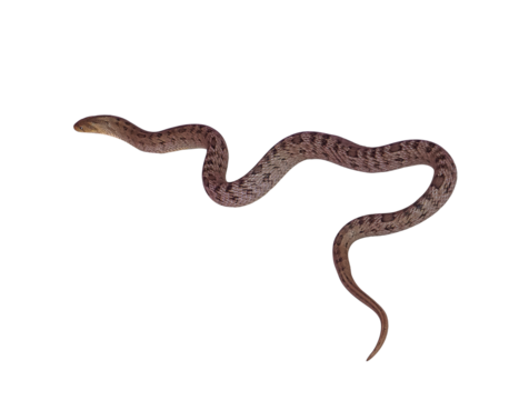 snake isolated on white background,png files
