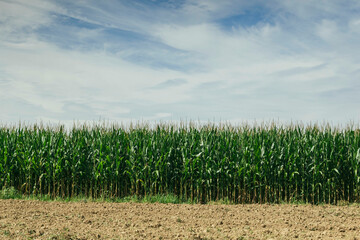 Obraz premium millstone