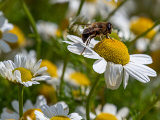 small bee collects pollen from a white chamomile flower on a summer day. Honeybee perched on white daisy flower, close-up.