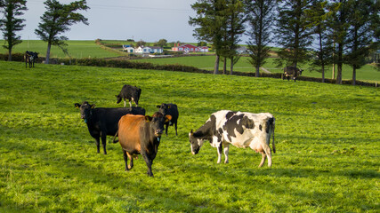 A herd of cows graze on a green meadow of a farmer's field in Ireland. Animals on free grazing, organic farm. Herd of cows grazing on a green meadow in the countryside. cow on green grass field
