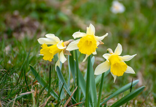 Trois jonquilles dans un champ en gros plan