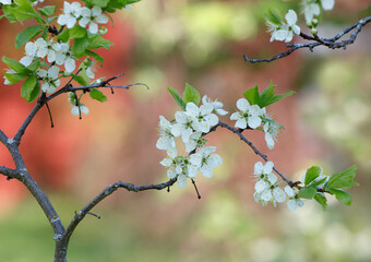 Plum tree branches in bloom