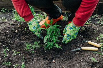 gardening, planting plants and flowers in the garden, close-up hands with a shovel and a rake against the background of the earth