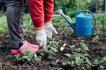 gardening, planting plants and flowers in the garden, close-up hands with a shovel and a rake against the background of the earth