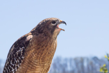 Red Tailed Hawk in the Sunshine