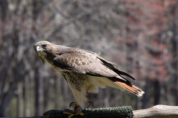 Red Tailed Hawk in the Sunshine