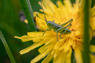 Macro photo of a green grasshopper feeding on a yellow dandelion on blurry green background side view