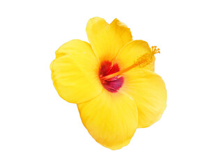 yellow hibiscus flowers on a white background,PNG file