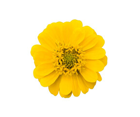 PNG File zinnia flowers on a white background