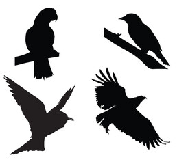 silhouettes of birds