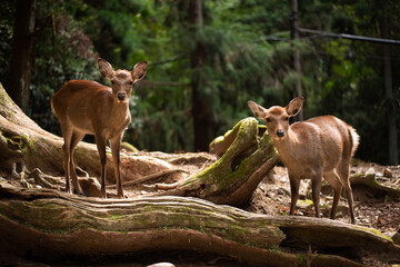 deer in the forest