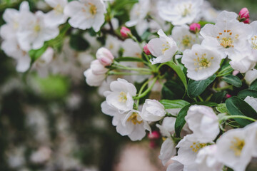 Obraz premium Flowers of Apple tree Fuji in the sun in the spring