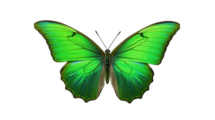 Obraz na płótnie Canvas Beautiful green butterfly isolated on a white transparent background. Generative AI Illustration 