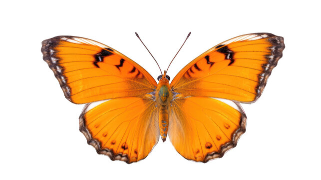 Beautiful orange butterfly isolated on a white transparent background. Generative AI Illustration	