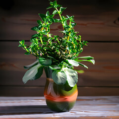 A green plant in a pot standing on a wooden table.
