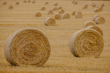 many round straw bales, Sancelles, Majorca, Balearic Islands, Spain