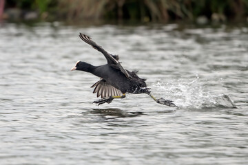 Coot thinks he can walk on water