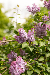Spring branch of blossoming lilac. Big lilac branch bloom. Bright blooms of spring lilacs bush. Spring blue lilac flowers close-up on blurred background. Bouquet of purple flowers. 