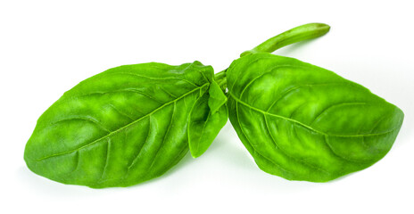 basil on white background