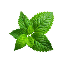 mint leaves isolated on white background created with Generative AI	